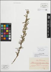 Foto von Salix purpurea L. x Salix viminalis L.